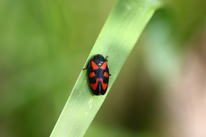 cercopis vulnerata con e senza acari